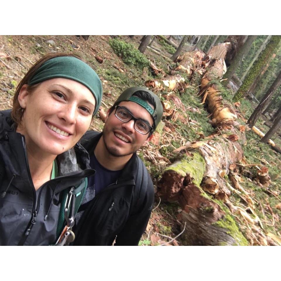 The time the massive sequoia tree fell.
