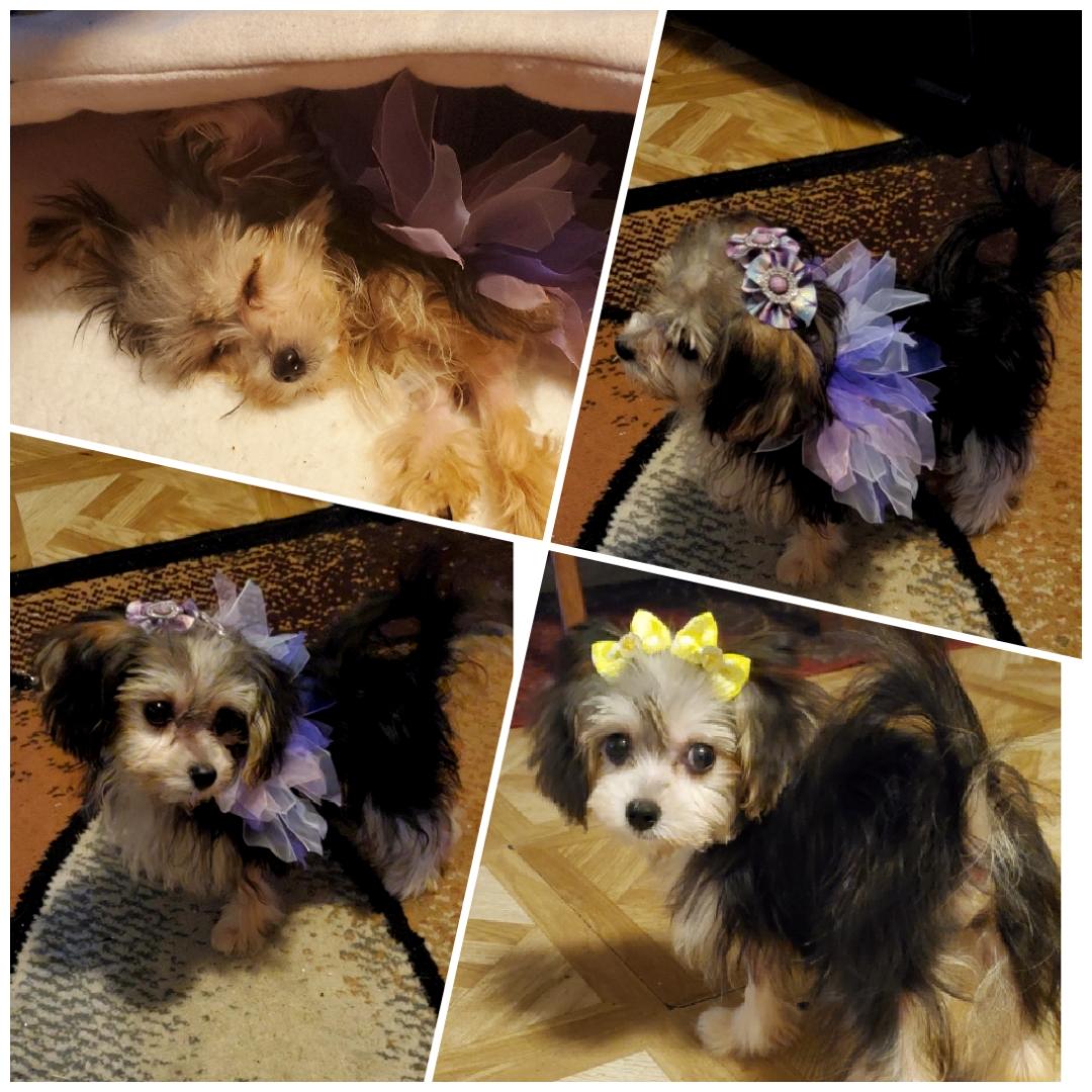 I don't want to forget my new Niece Daisy 🐩. She always get a Photo Shoot too when the Toyas are in town. She will be spoiled rotten just like any other niece 🤗🥰.