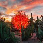 Desert Botanical Garden