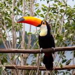 National Aviary