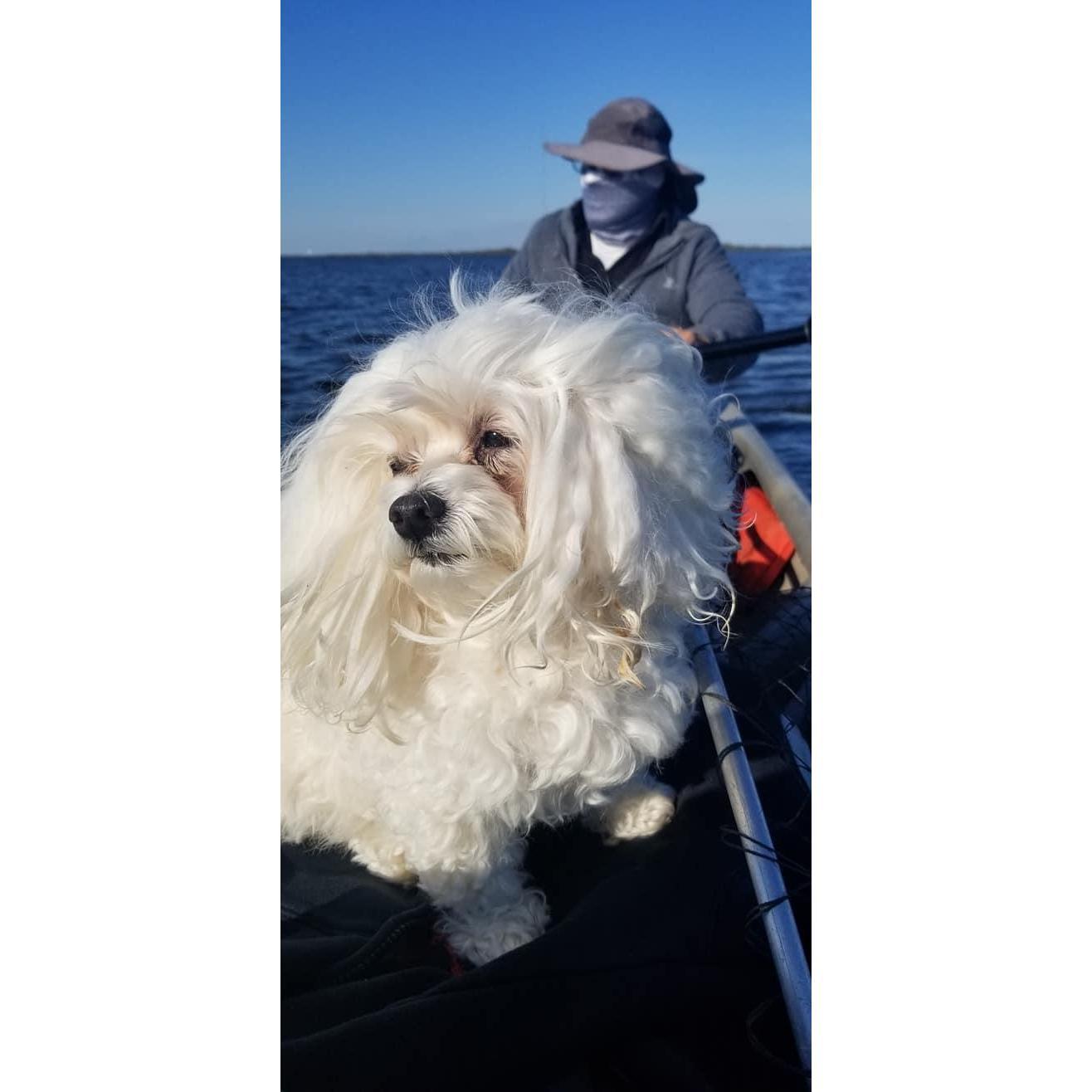 Make way for Goldie, Captain of The Delacroix Dinghy!