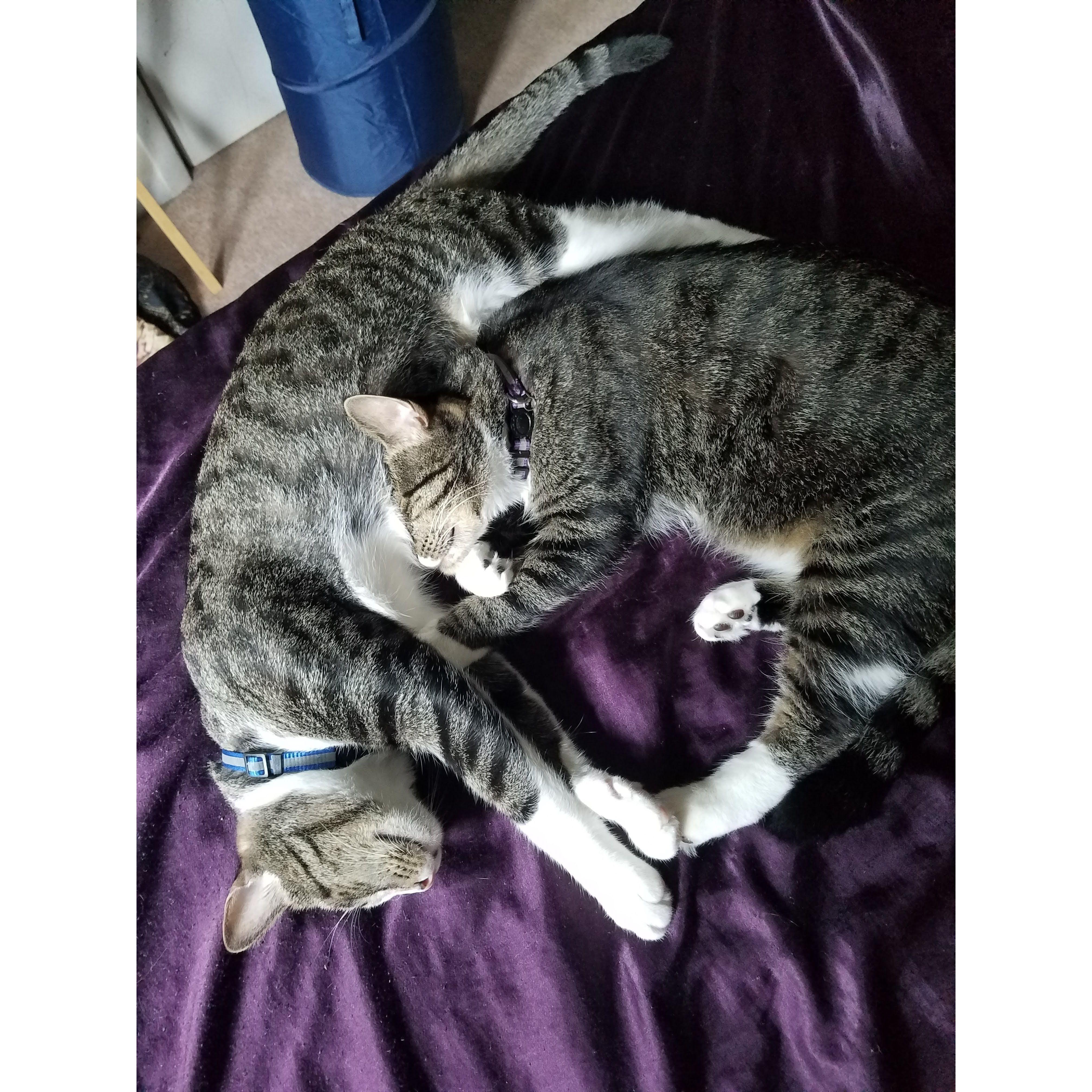 Miguel & Tulio