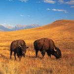 National Bison Range