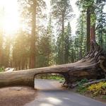 Sequoia National Park's Tunnel Log