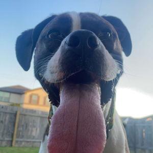 Pet Hotel For Our Honeymoon