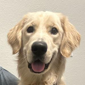 Honeymoon Dog Sitter for Cooper Fund