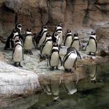 STL Zoo