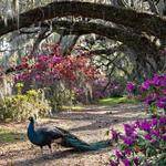 Visit a Plantation!