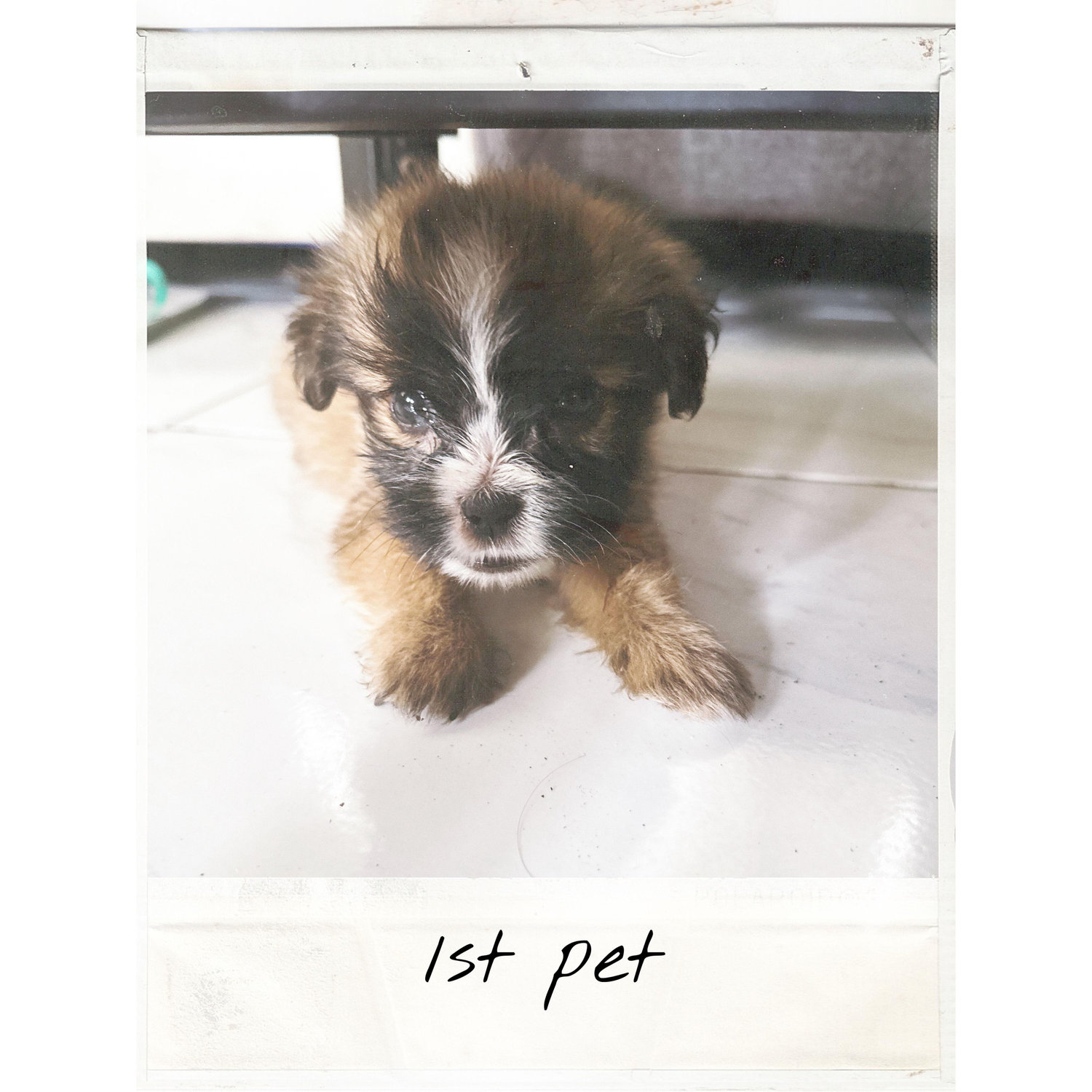 Meet Kohii!