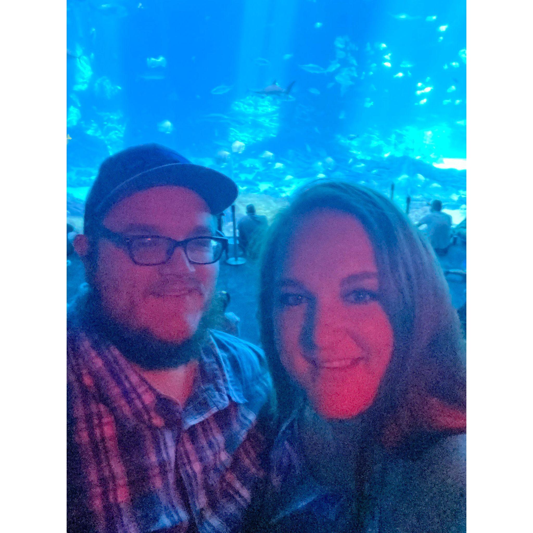 Open Ocean Exhibit, Georgia Aquarium!