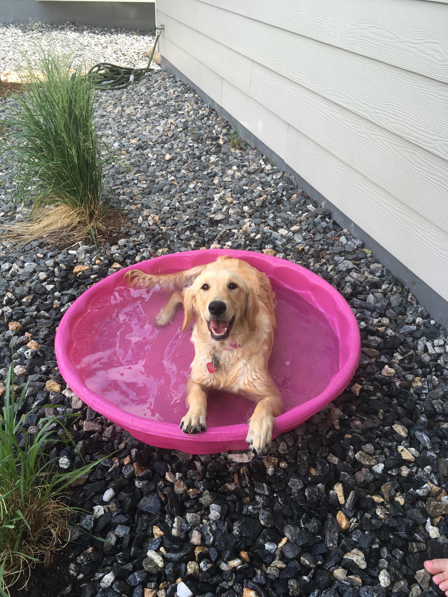 In Feb 2020, we got our rambunctious loving Golden Copper “Mountain”