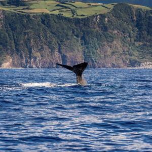 Honeymoon - Azores Whale Watching