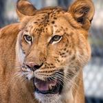 Big Cat Habitat & Gulf Coast Sanctuary
