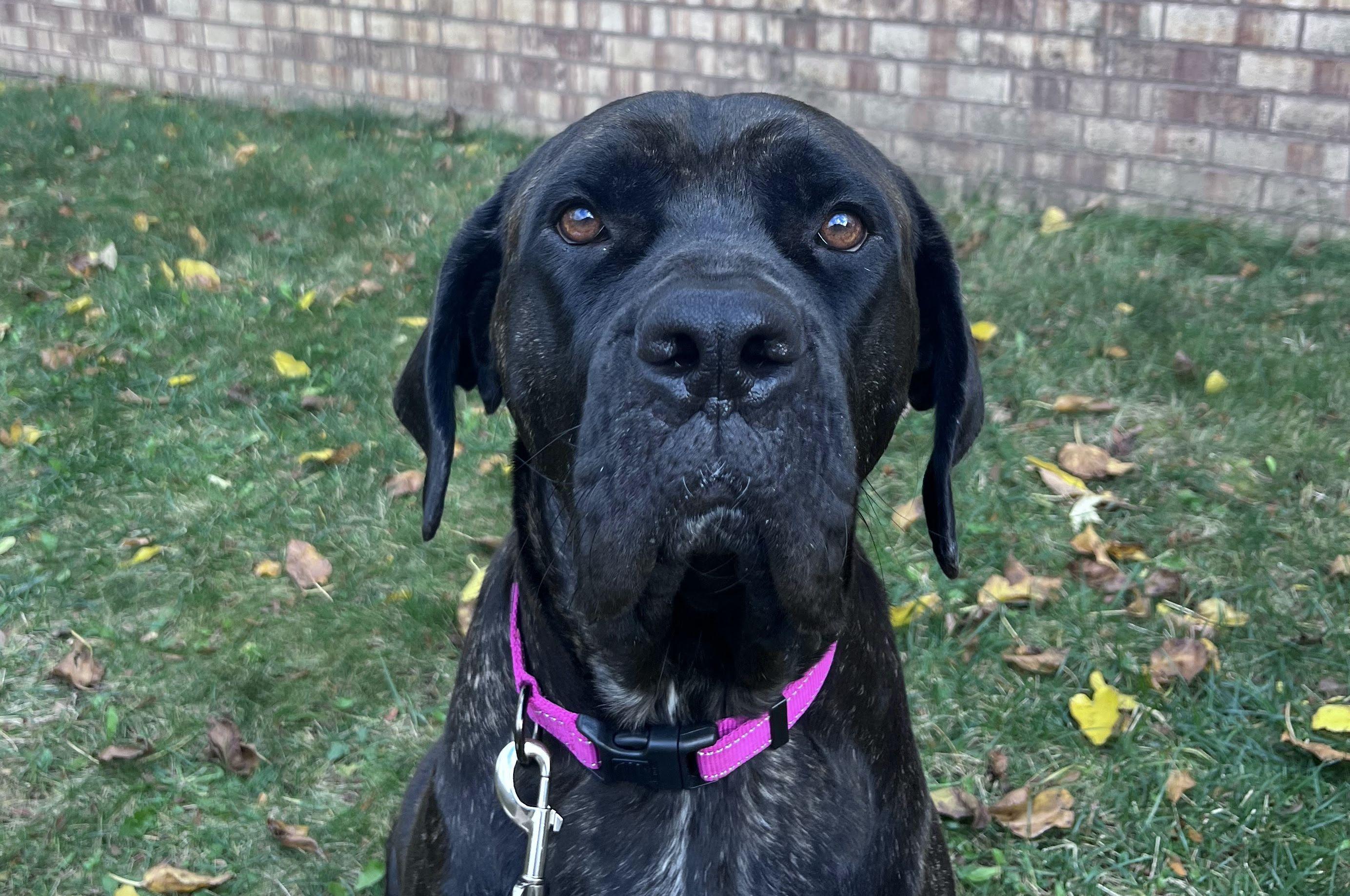 The Wedding Website of Tiyanna Boyd and Joseph Sheehan