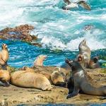 La Jolla Cove