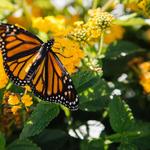 Monarch Butterfly Grove