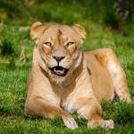Zoological Garden