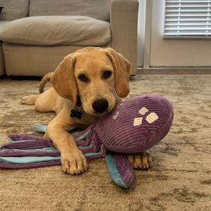 Our New Puppy