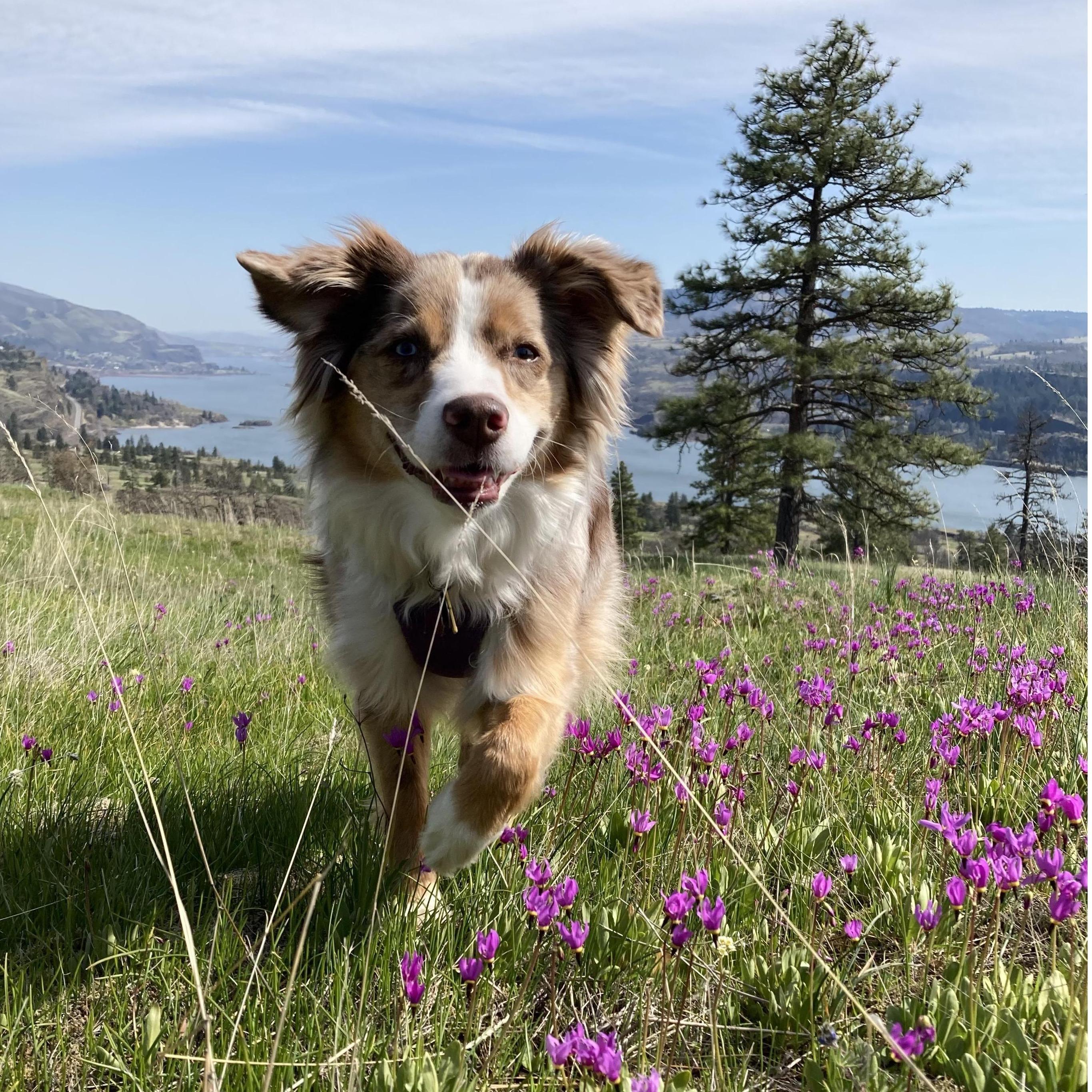 Tulia is the star of the household here in Bellingham most of the time.