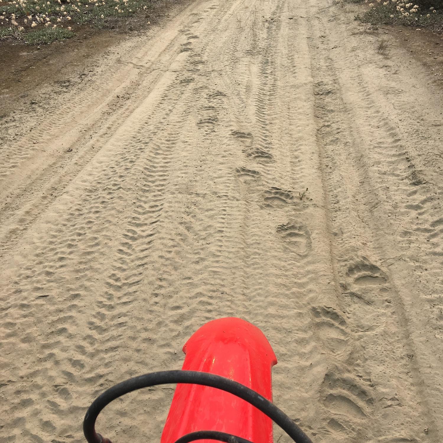 Dirt biking with Bears 2019