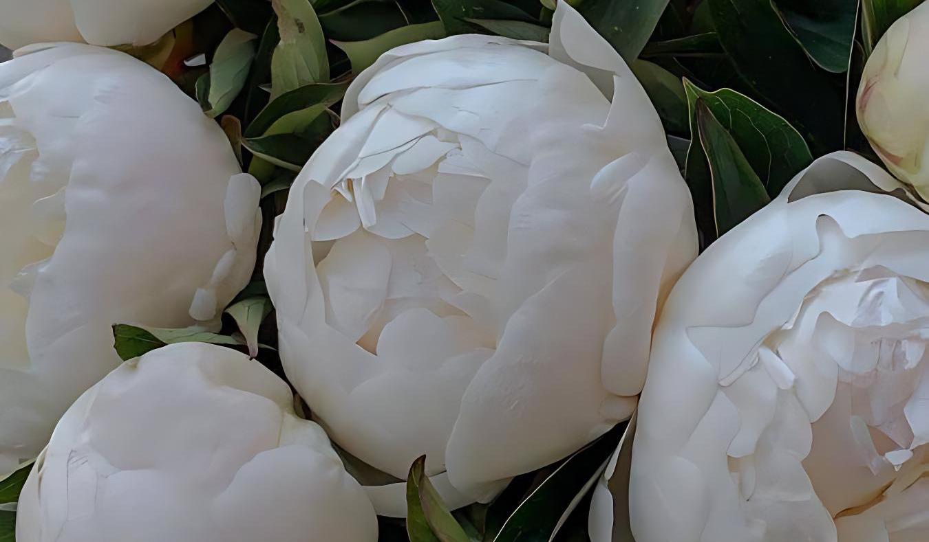 The Wedding Website of Yajaira Sandoval and Richie Quinteros