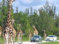 Lion Country Safari