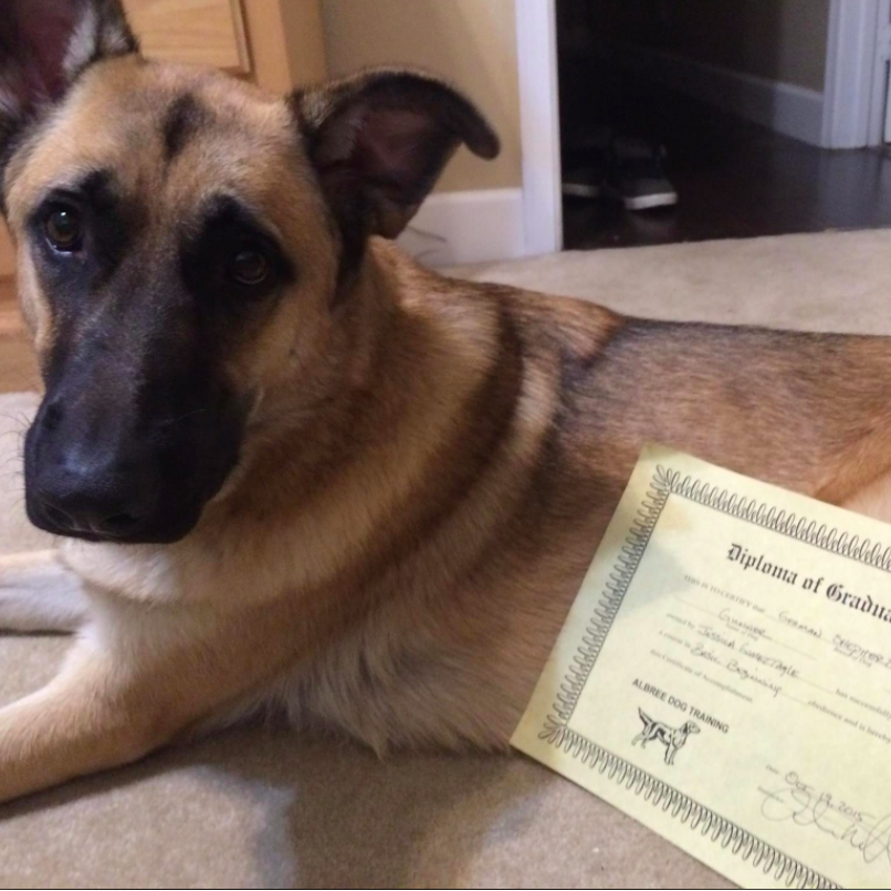 Gunner graduated Obedience School and quickly forgot everything he learned