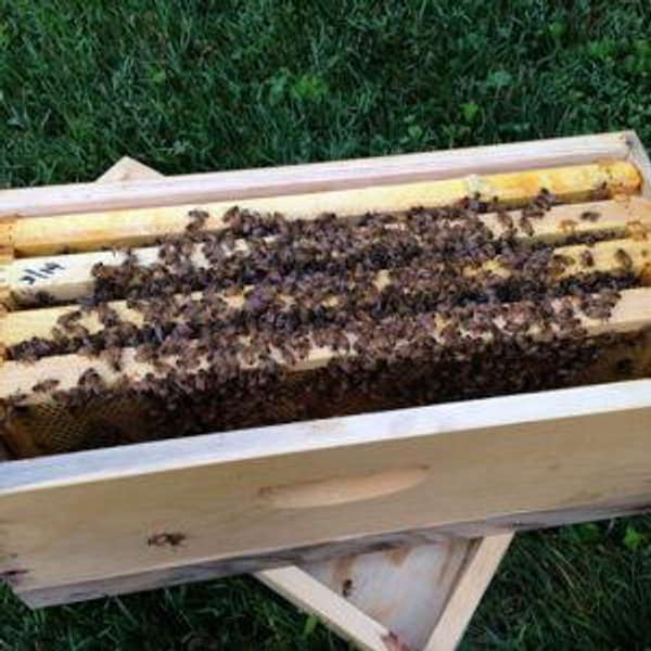 Our summer 2026 bee fund!