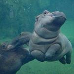 The Cincinnati Zoo