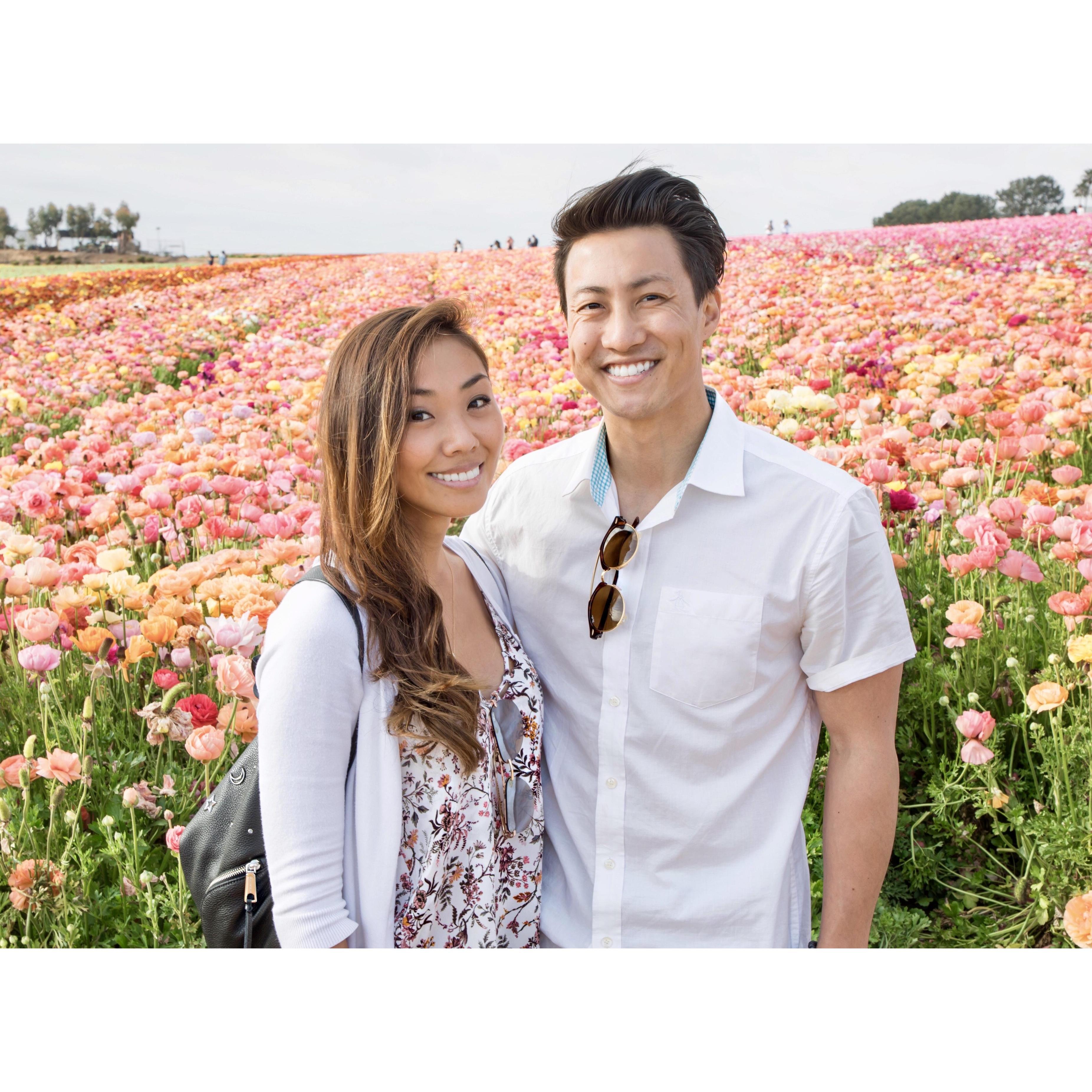 The Flower Fields at Carlsbad, San Diego