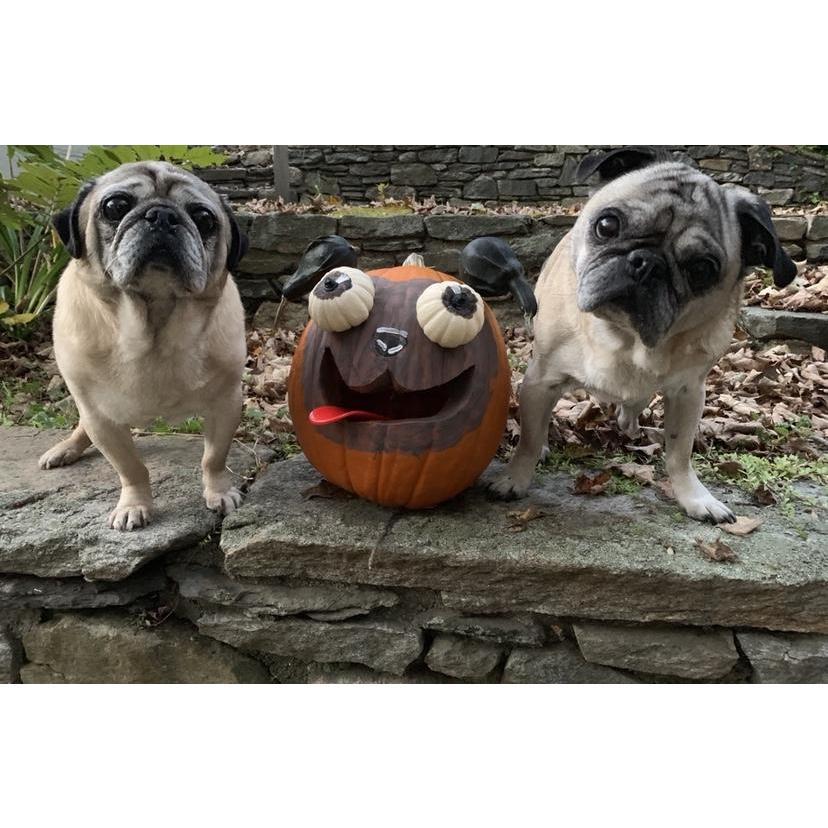 Which one of these is not like the other?!