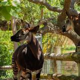 Oklahoma City Zoo