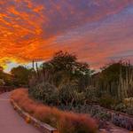 Desert Botanical Garden
