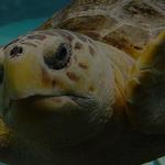 The Florida Aquarium