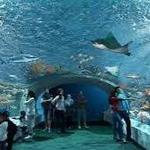 Shedd Aquarium