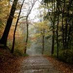 Hike in Frick Park