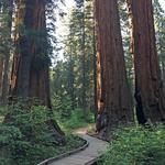 Calaveras Big Trees State Park