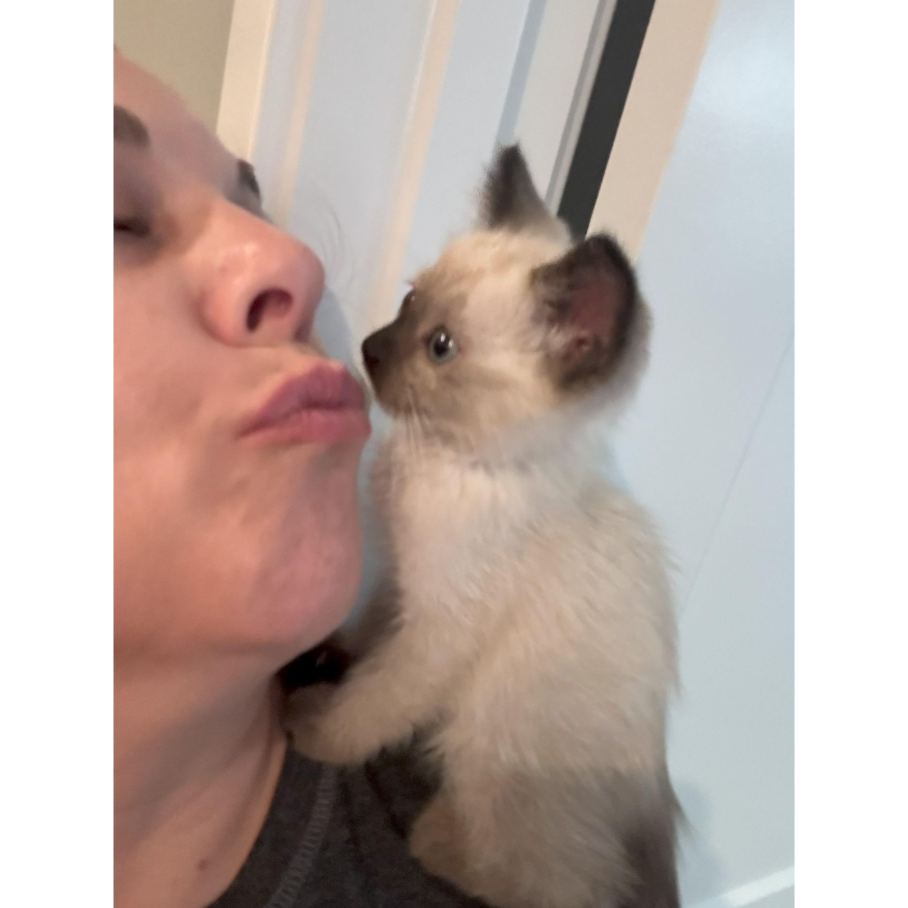 Pua is melting Mich's heart. He was the sweetest foster. He almost became our 5th cat. Aug 2024