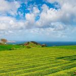 Gorreana Tea Factory