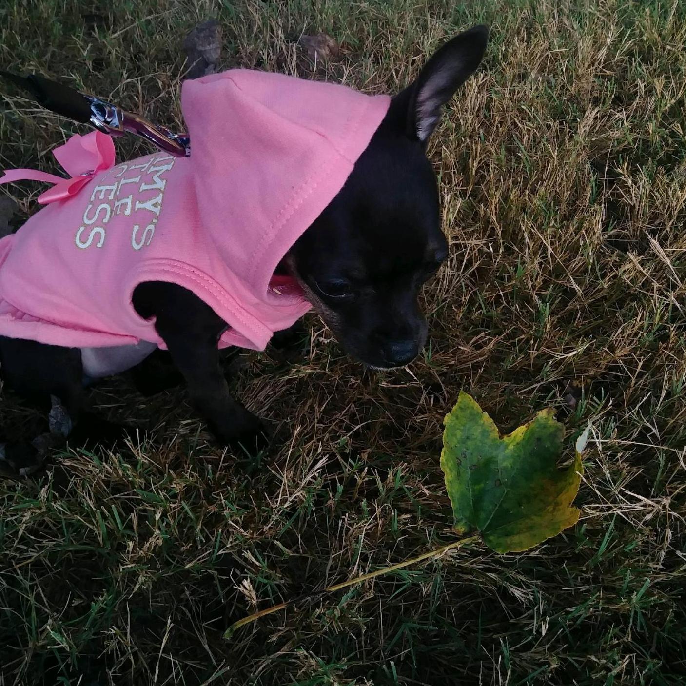 Our little Serenity Rose on her first leash walk.  Mommy's Little Princess was not this tiny for long.