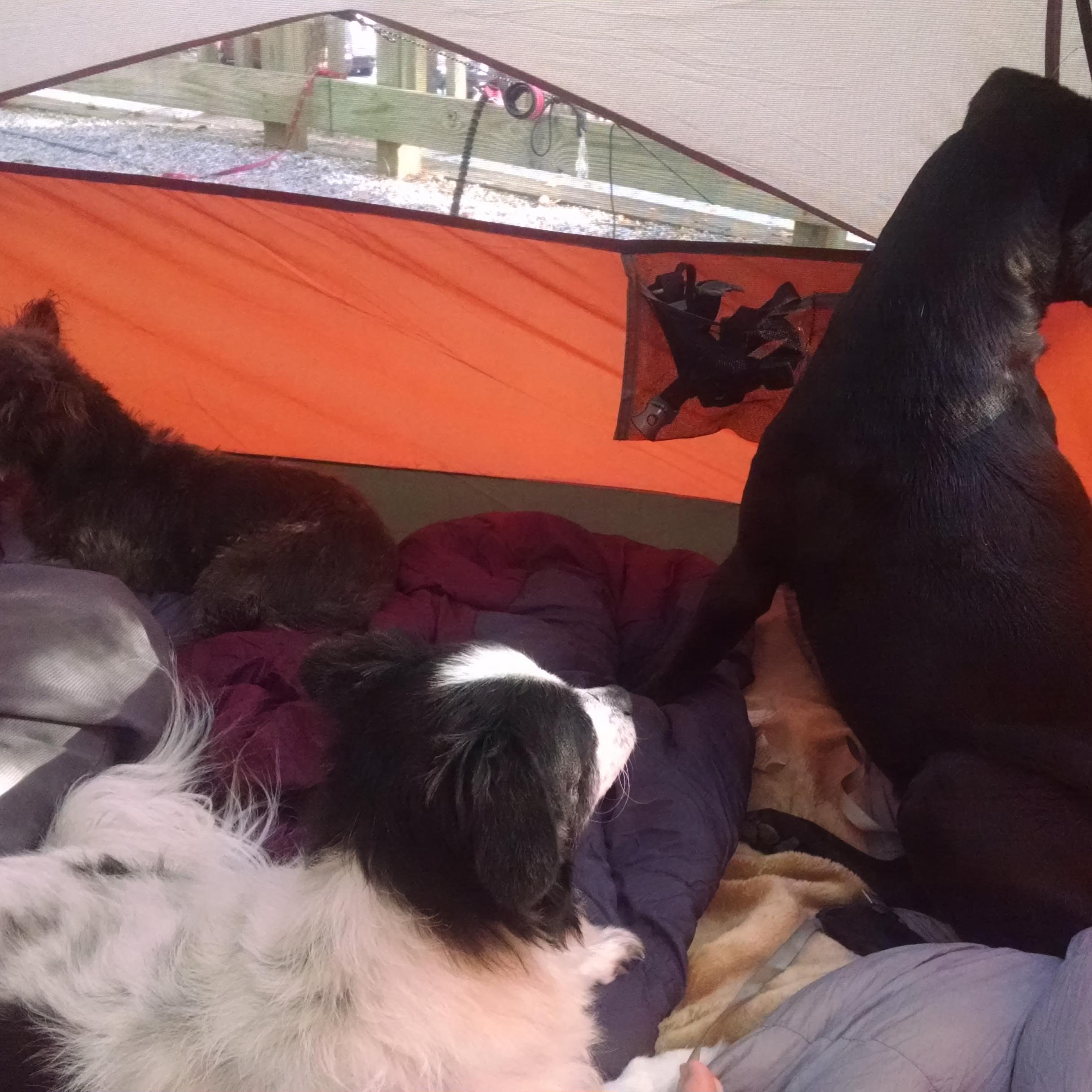 Three dogs and two hoomans, it was in tents!!