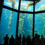 Monterey Bay Aquarium