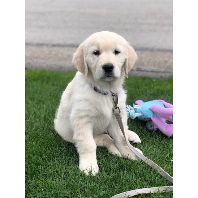 First day with our fur baby Harper