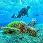 Scuba Diving