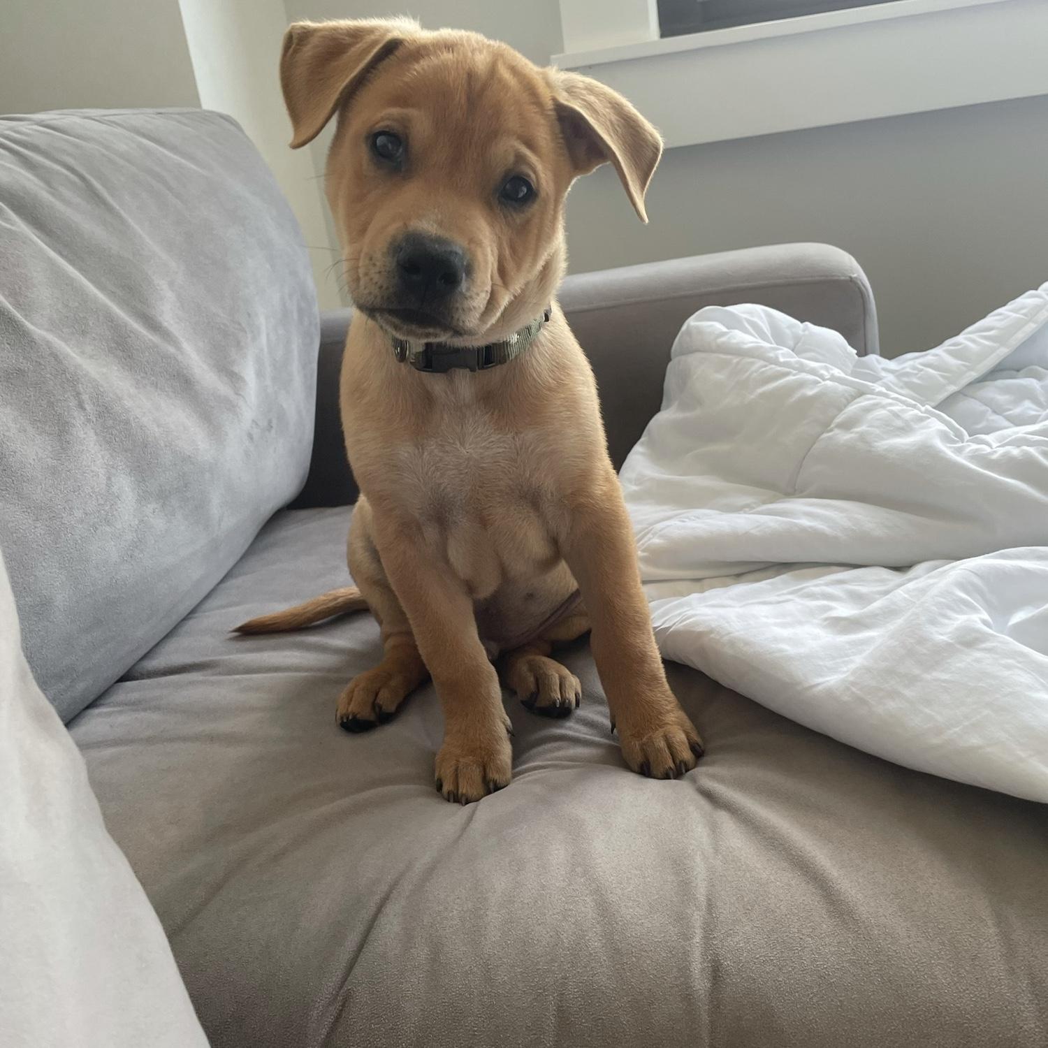 In 2021 we adopted the goodest boy!