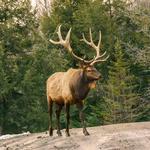 Parc Omega