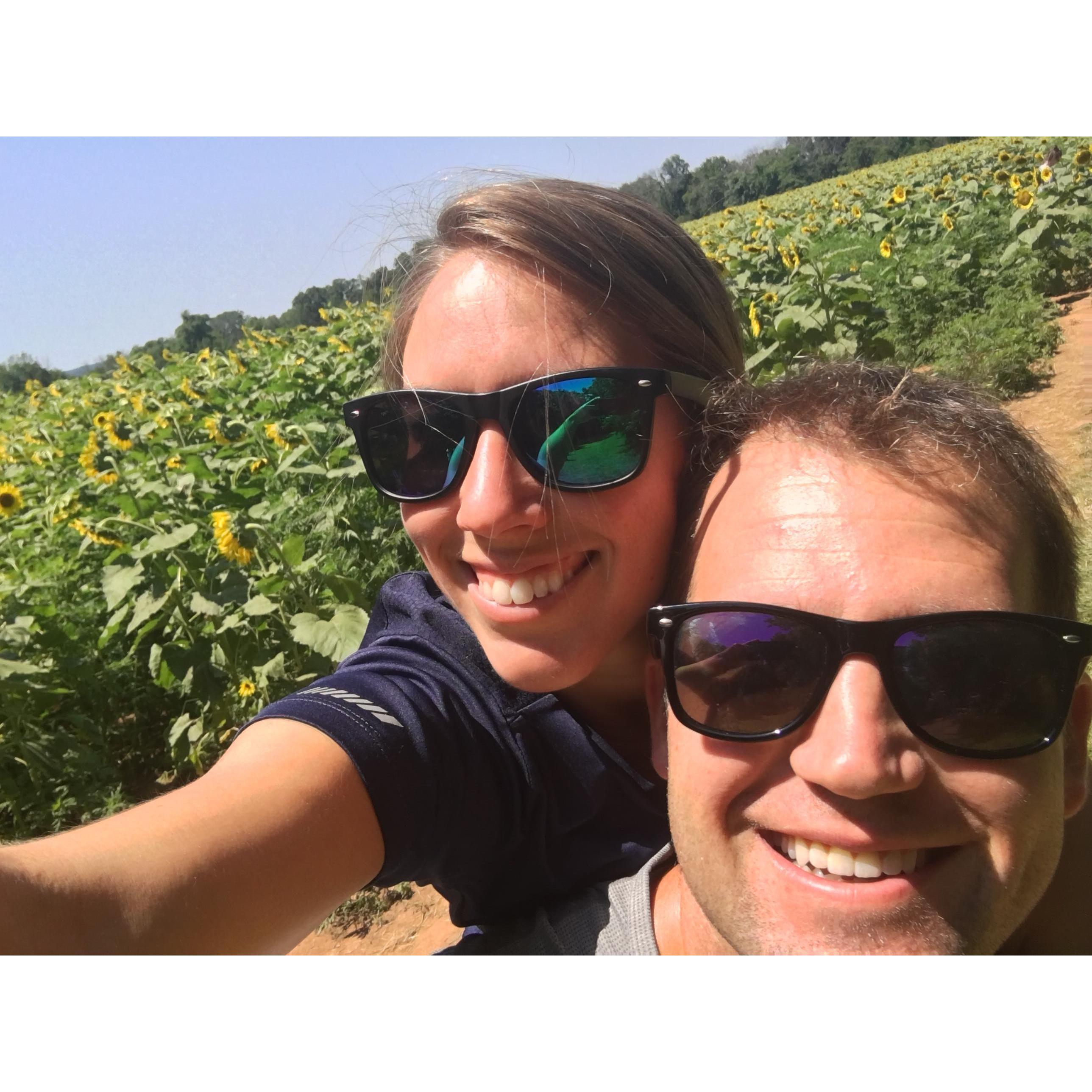 Visiting the sunflowers at peak bloom at McKee-Beshers Wildlife Management Area