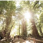 Henry Cowell Redwoods State Park