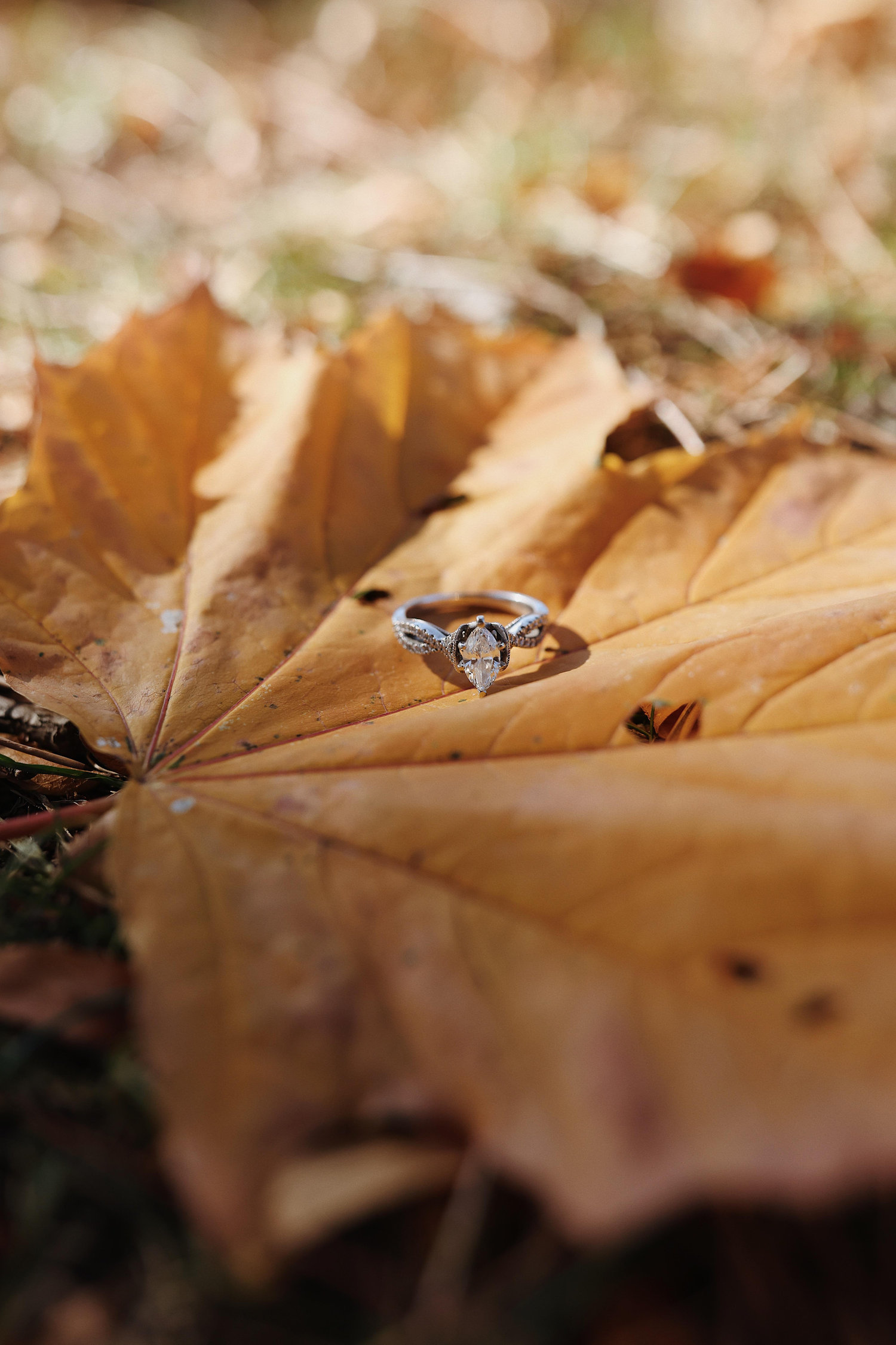 The Wedding Website of Carly Garvin and Tony Williams