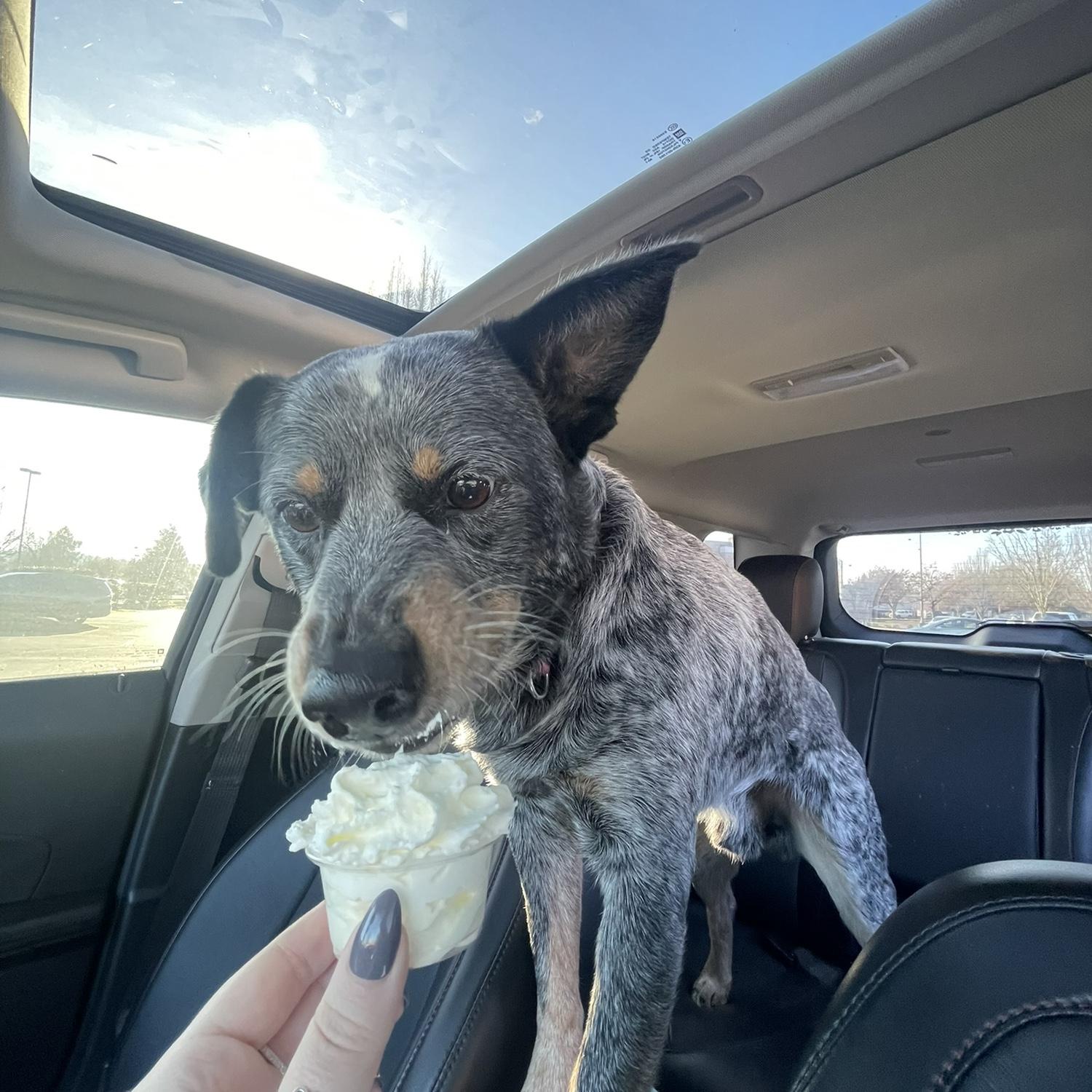 Ollie’s pup cups